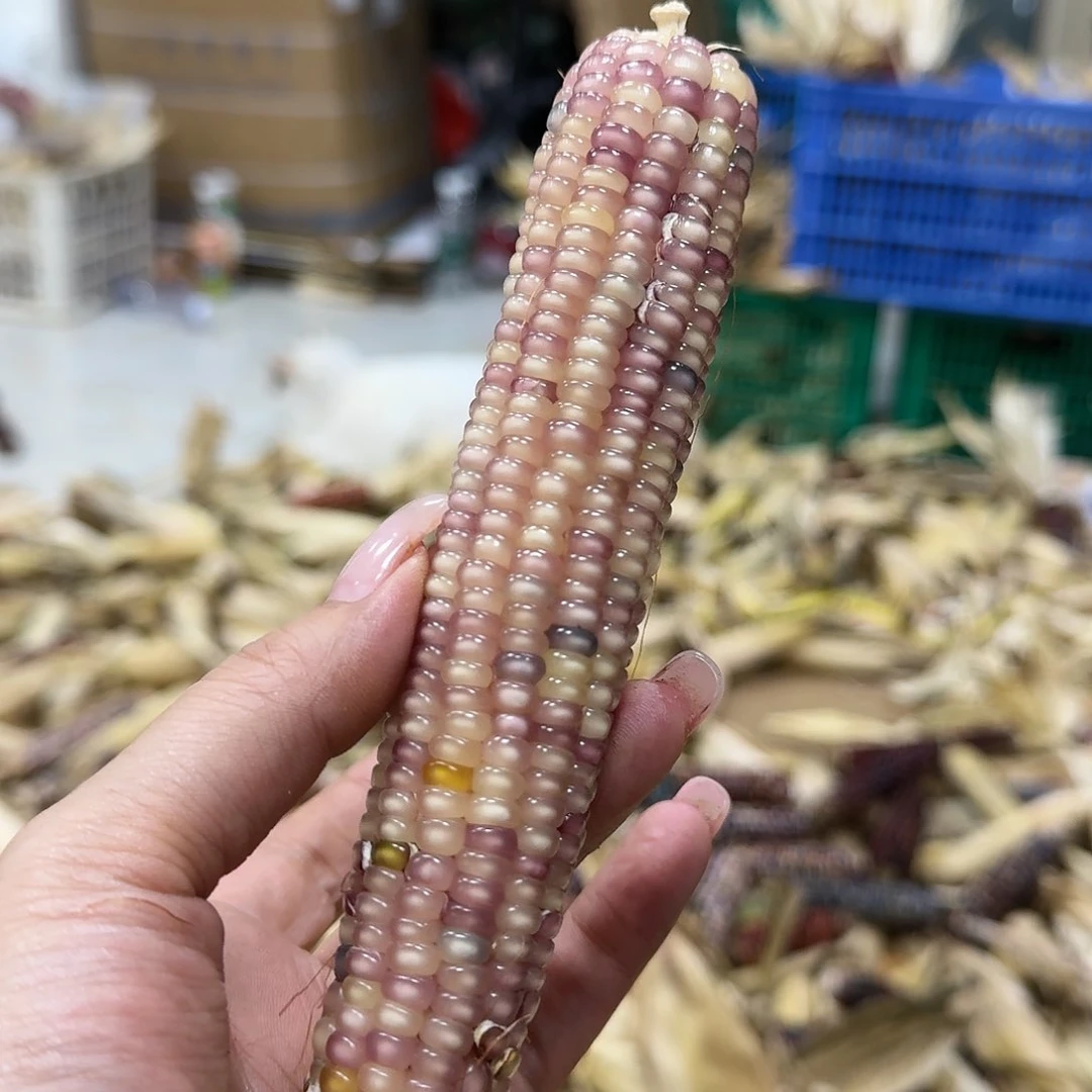 柏香籽/百香籽吊坠米*