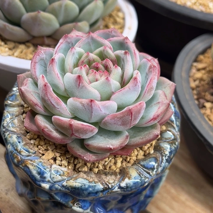 长相思 单头 夏鸣园艺