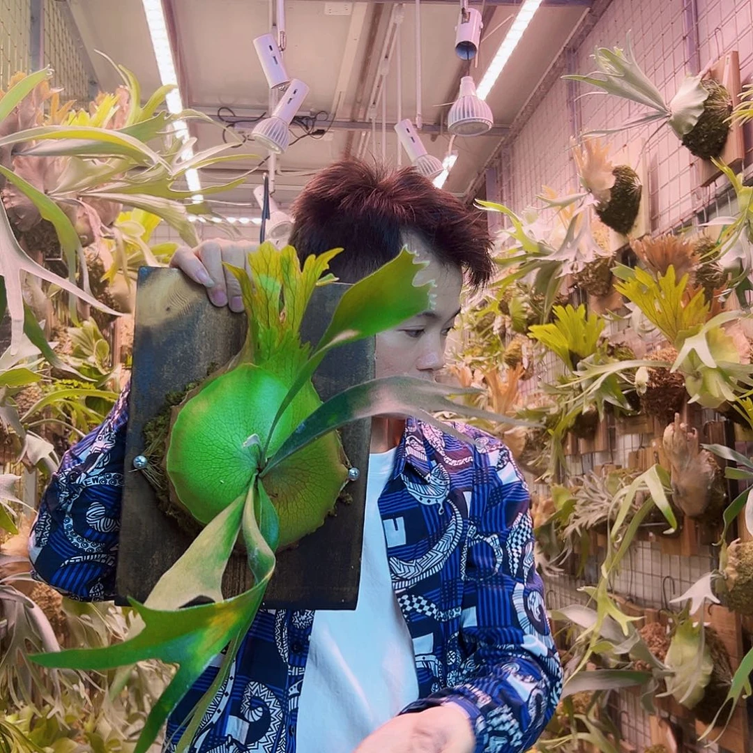 无花朵千手观音a6