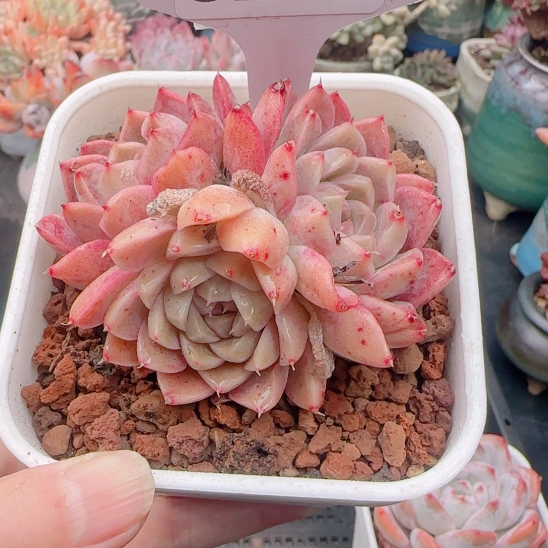 多肉植物6241.如梦令优选