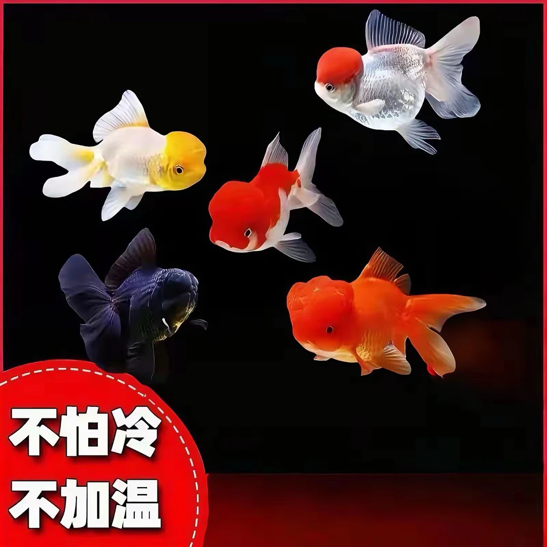 冷水金鱼，顶红国狮黑龙晶冷水鱼