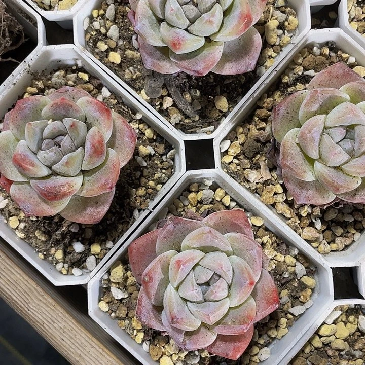 7方大冰玉带盆土发