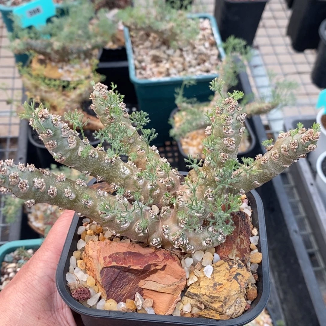 白皮越界多肉植物