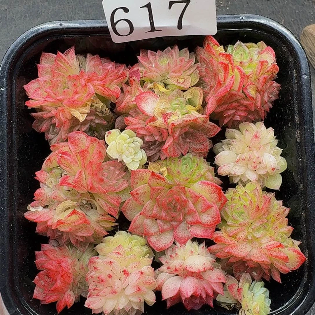 多肉植物多肉植物617