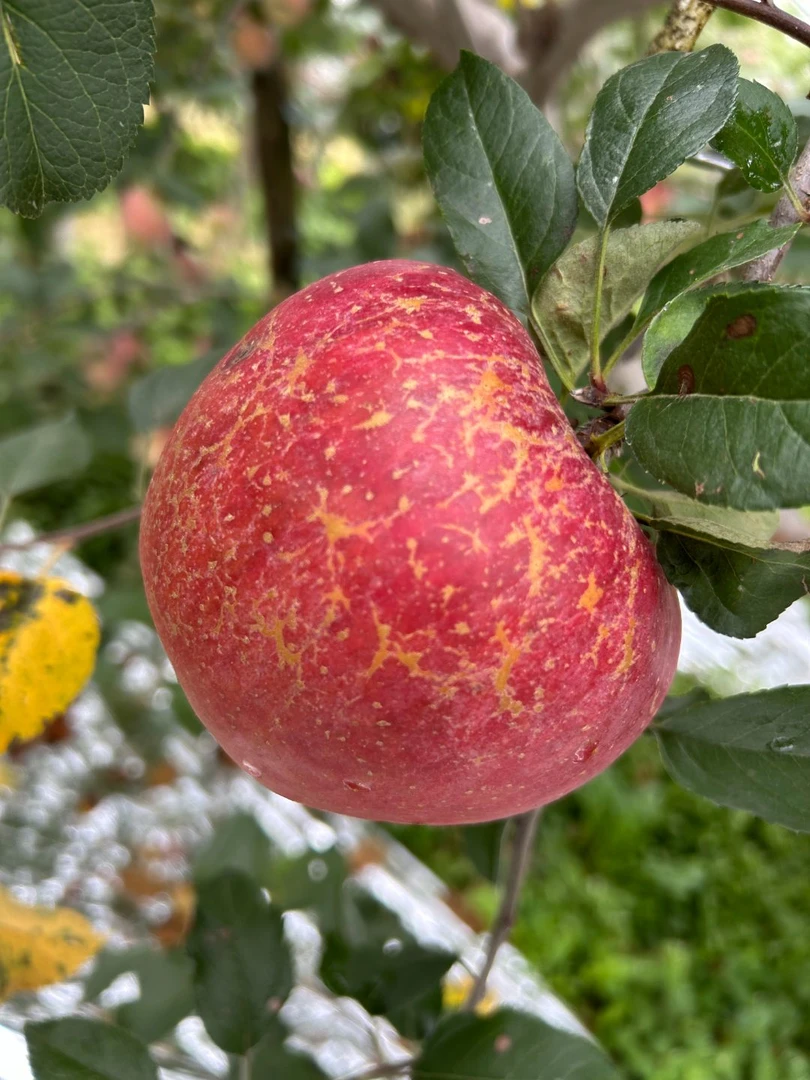 四川大凉山盐源丑苹果高山现摘现发脆甜多汁2/4.5斤新鲜好水果