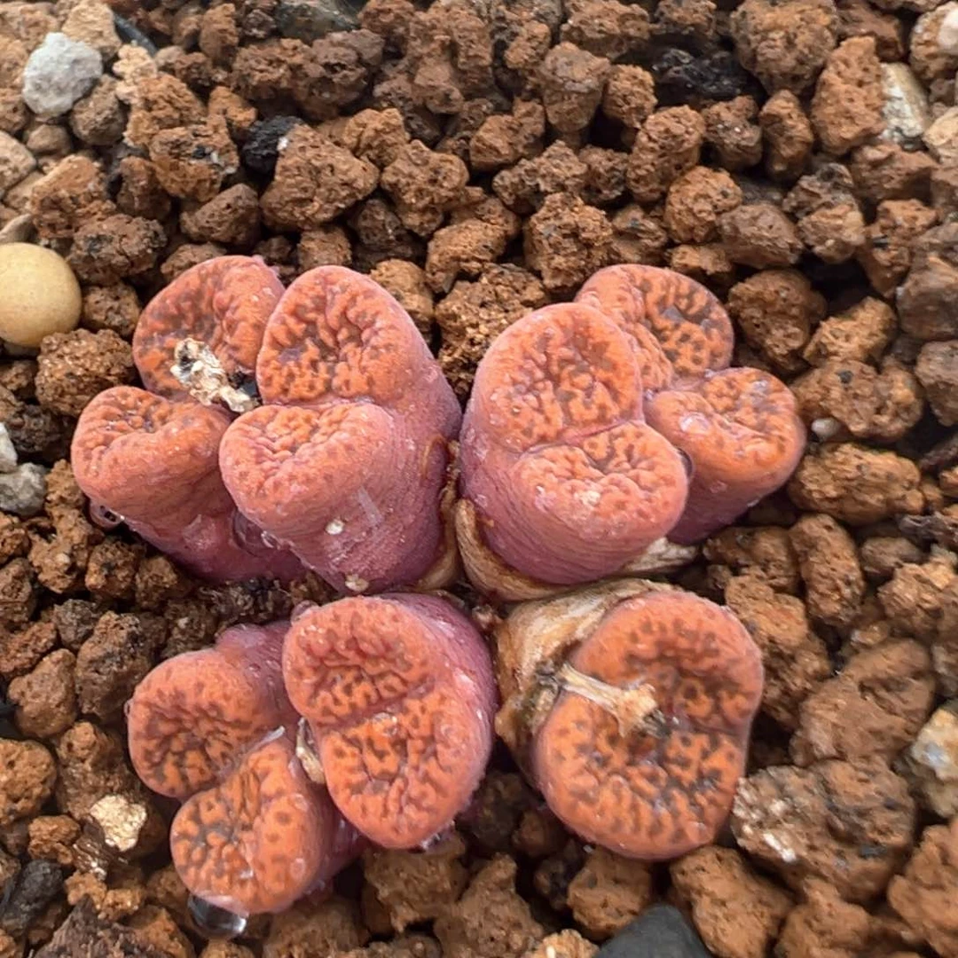 97多肉植物百科知识