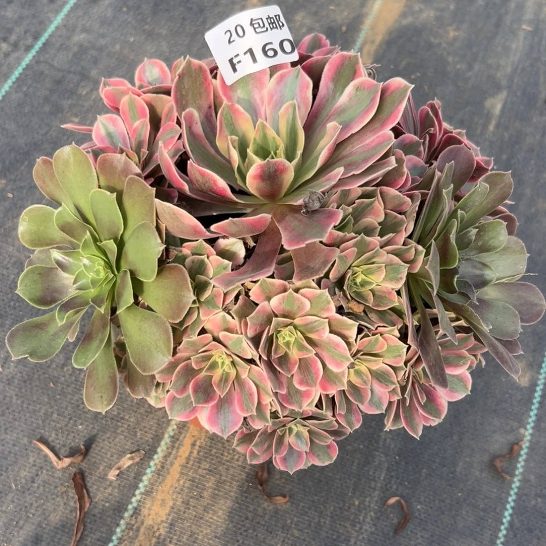 160女妖，多肉法师