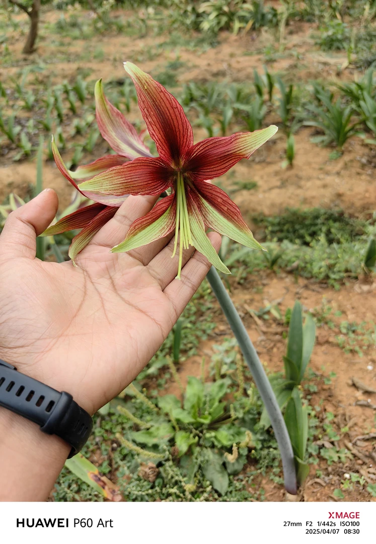 日朱夜蝴蝶开花球