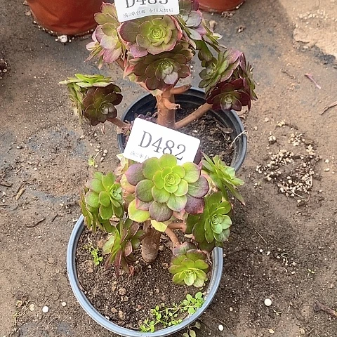 482、483雨荷多肉木本2颗处理无售后