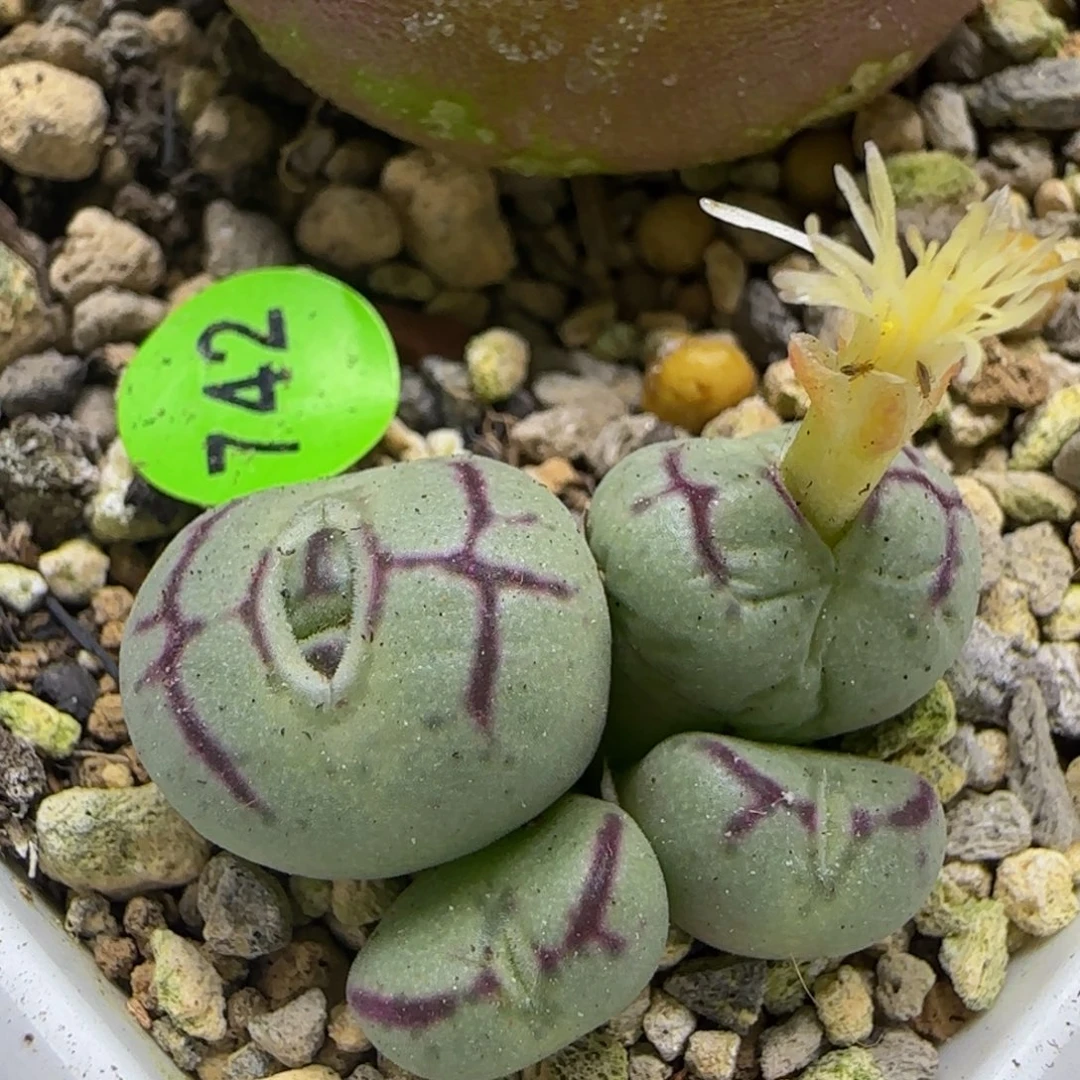 cr1527超猴多肉植物742