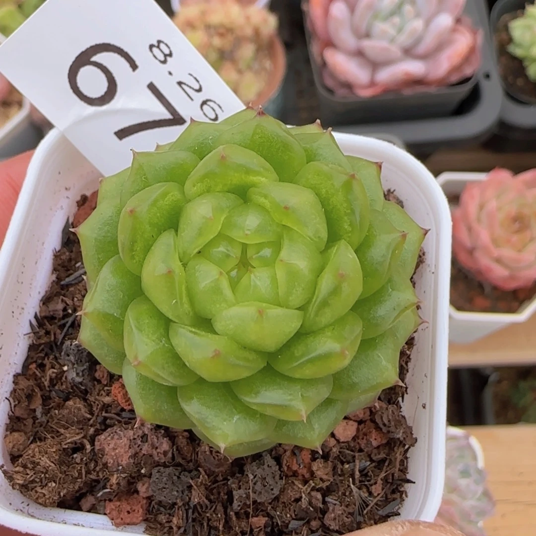 灯泡珍妮单头一颗
