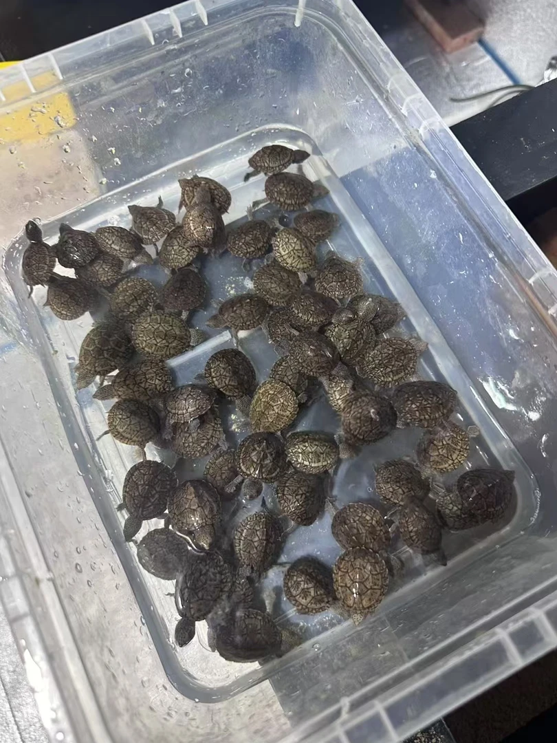 无品牌麝香剃刀巨头观赏龟活体龟人工养殖