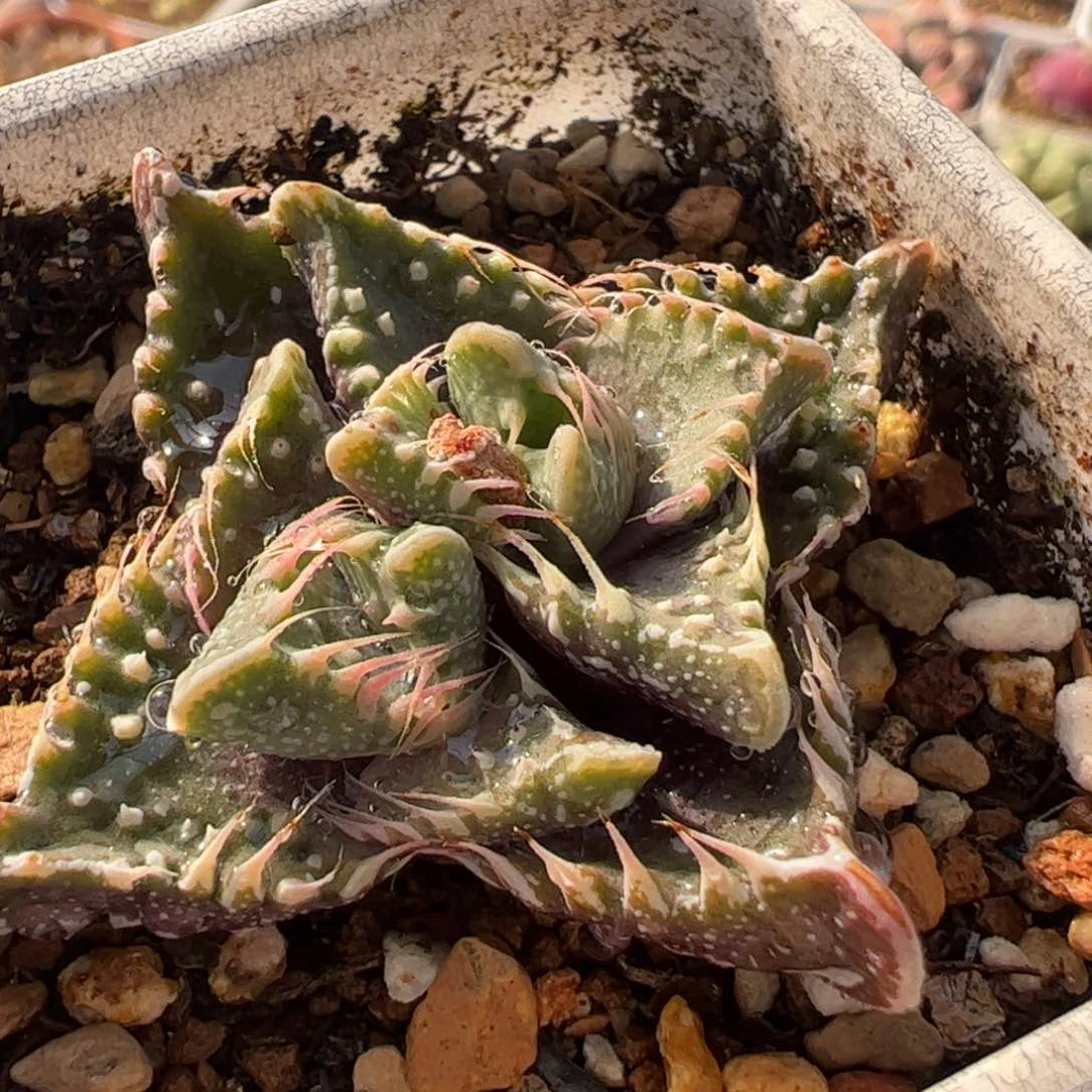 458多肉植物纤维