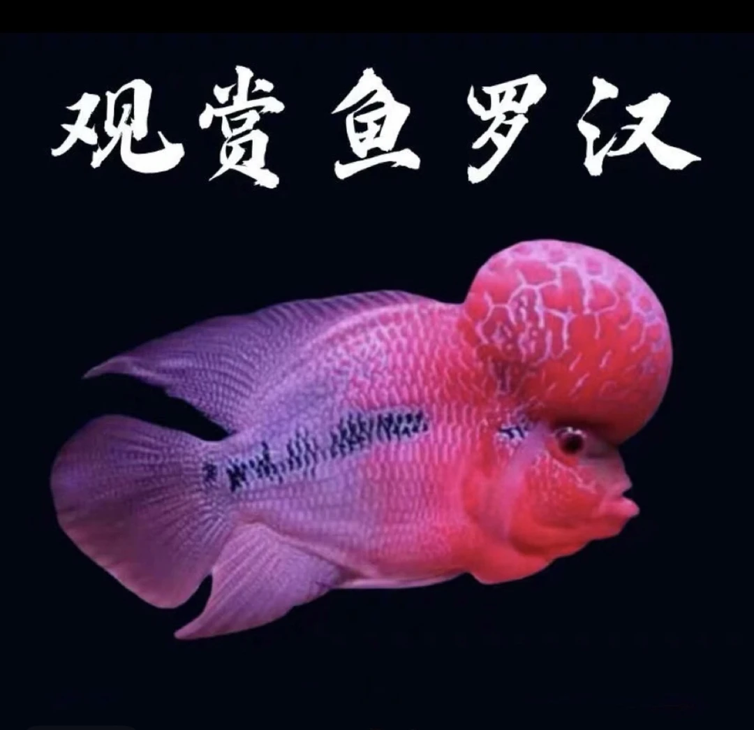 直播间罗汉鱼专拍链接9号