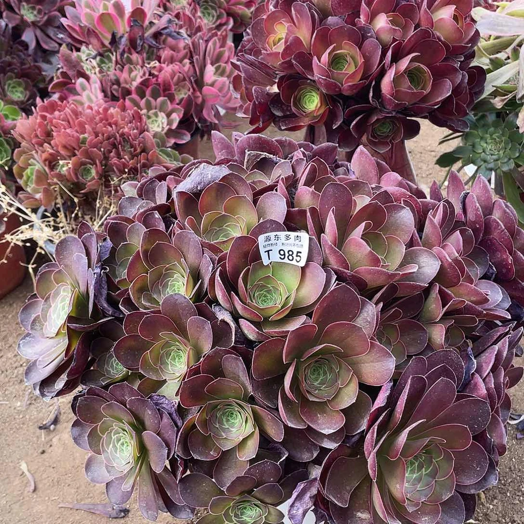 985魅金玫瑰多肉法师断枝不包