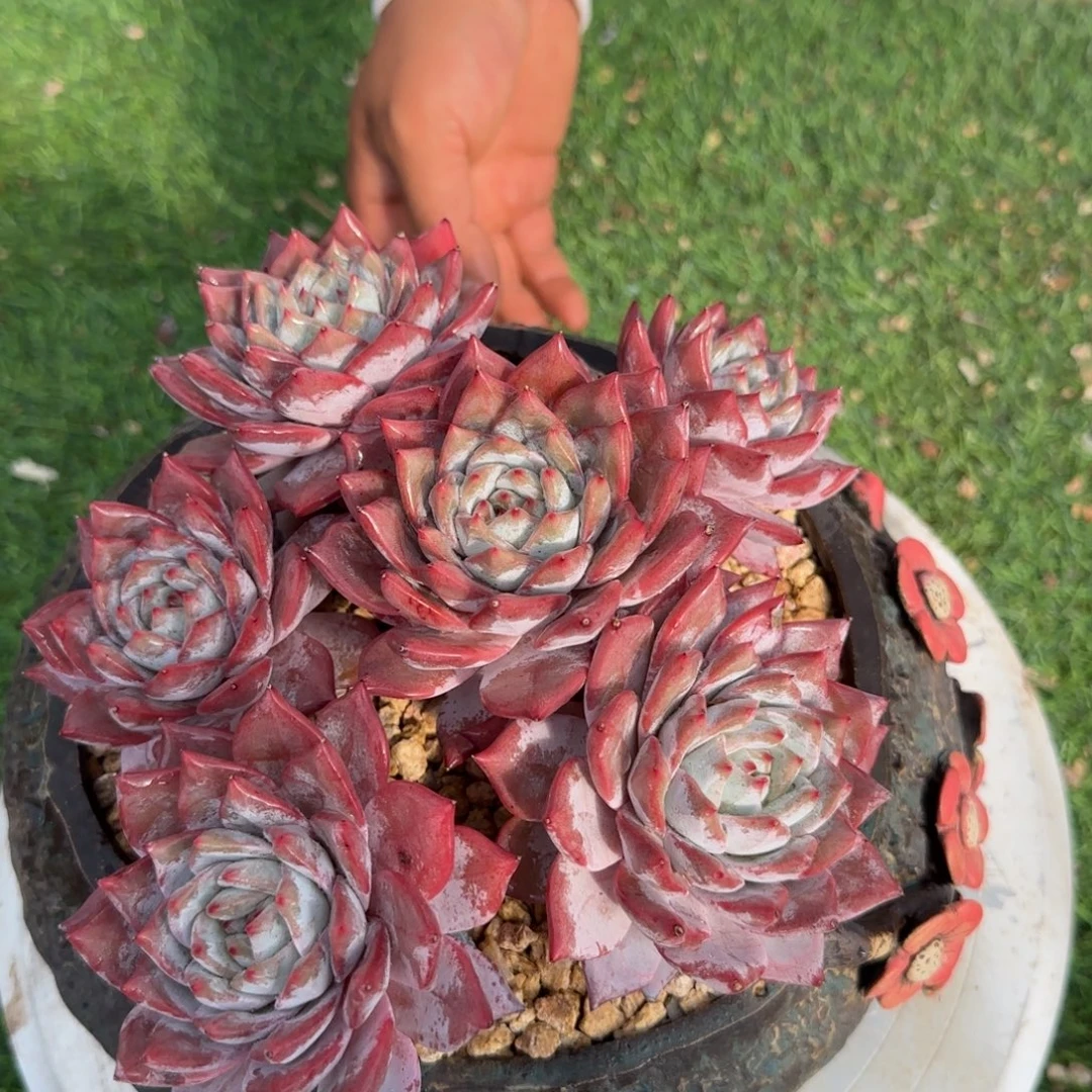 粉蓝鸟不带盆多肉植物0000002