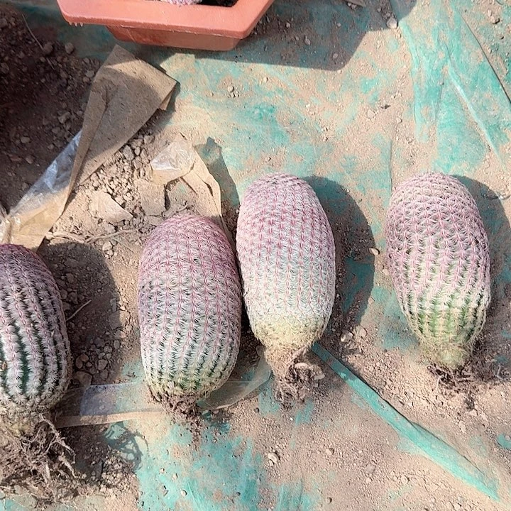 一***海个哈哈哈哈哈哈哈哈