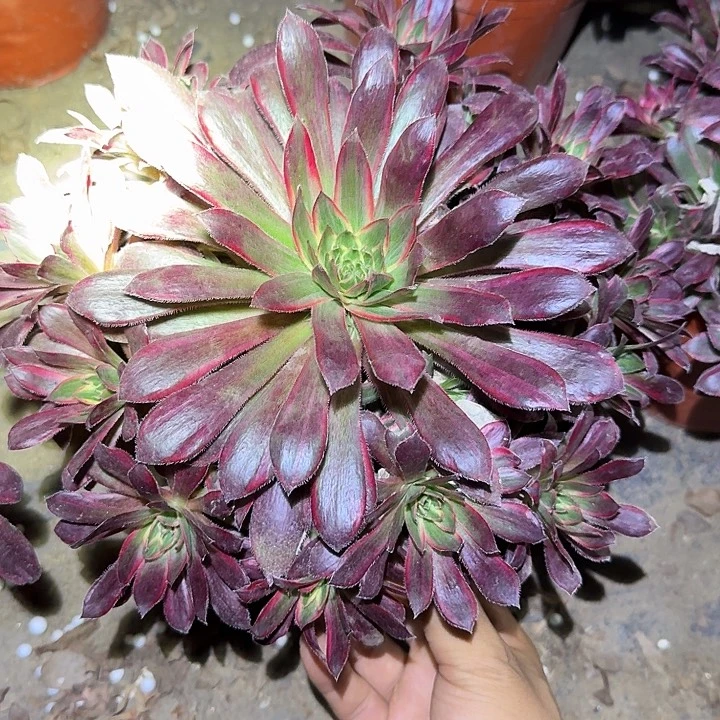 精品孔雀锦开播福利