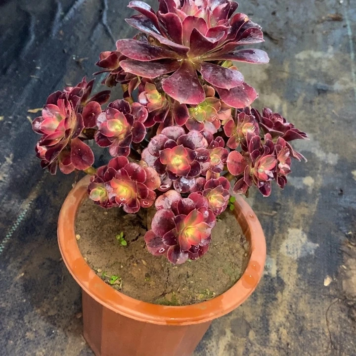 美杜莎21多肉植物法师