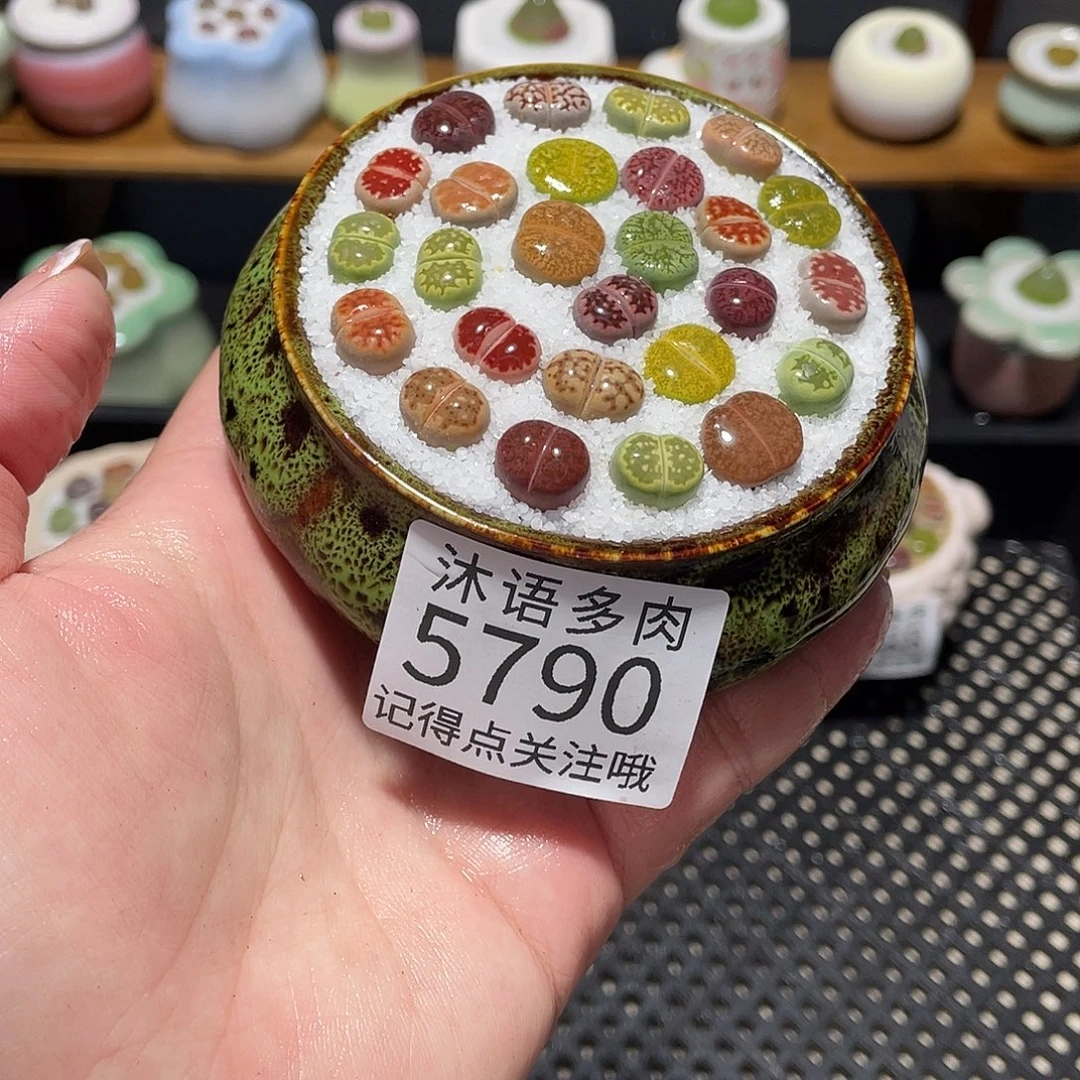 带盆土植物 一物一拍5790