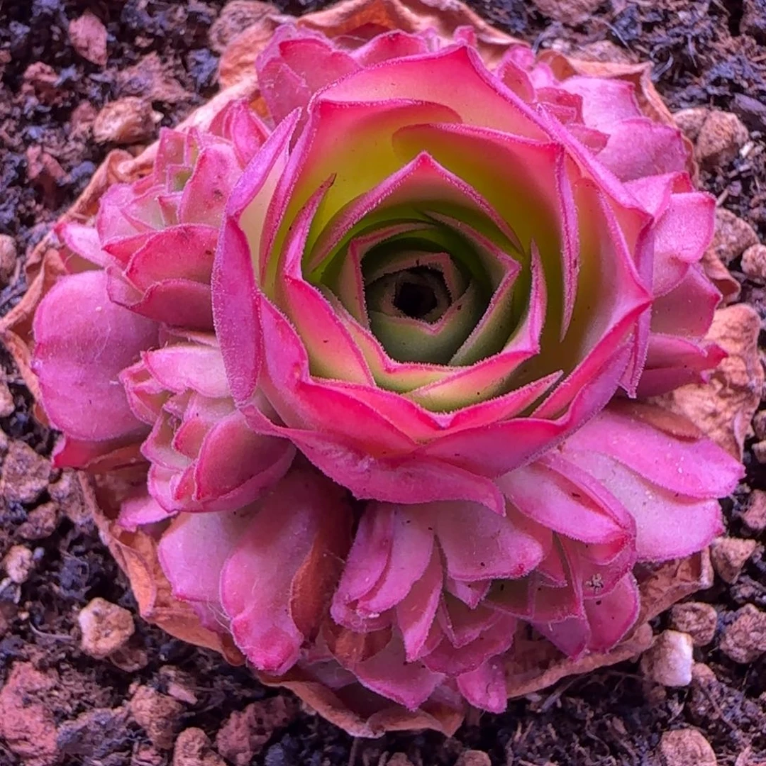 半城玫瑰绒宵开播福利583