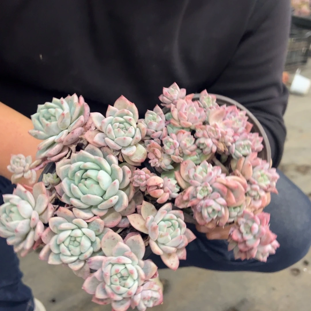 霜花整桩整群两颗