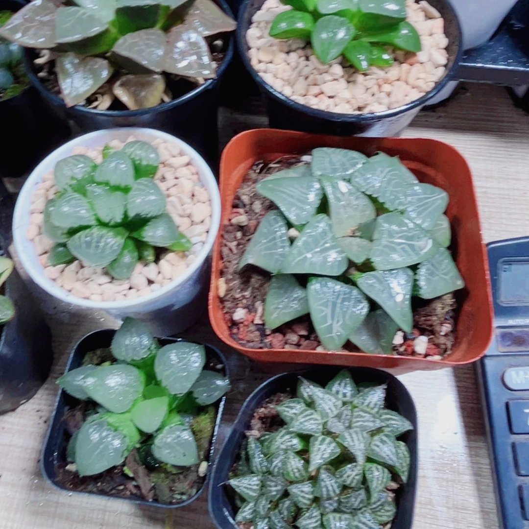 风***兮6棵漂亮肉肉的植物