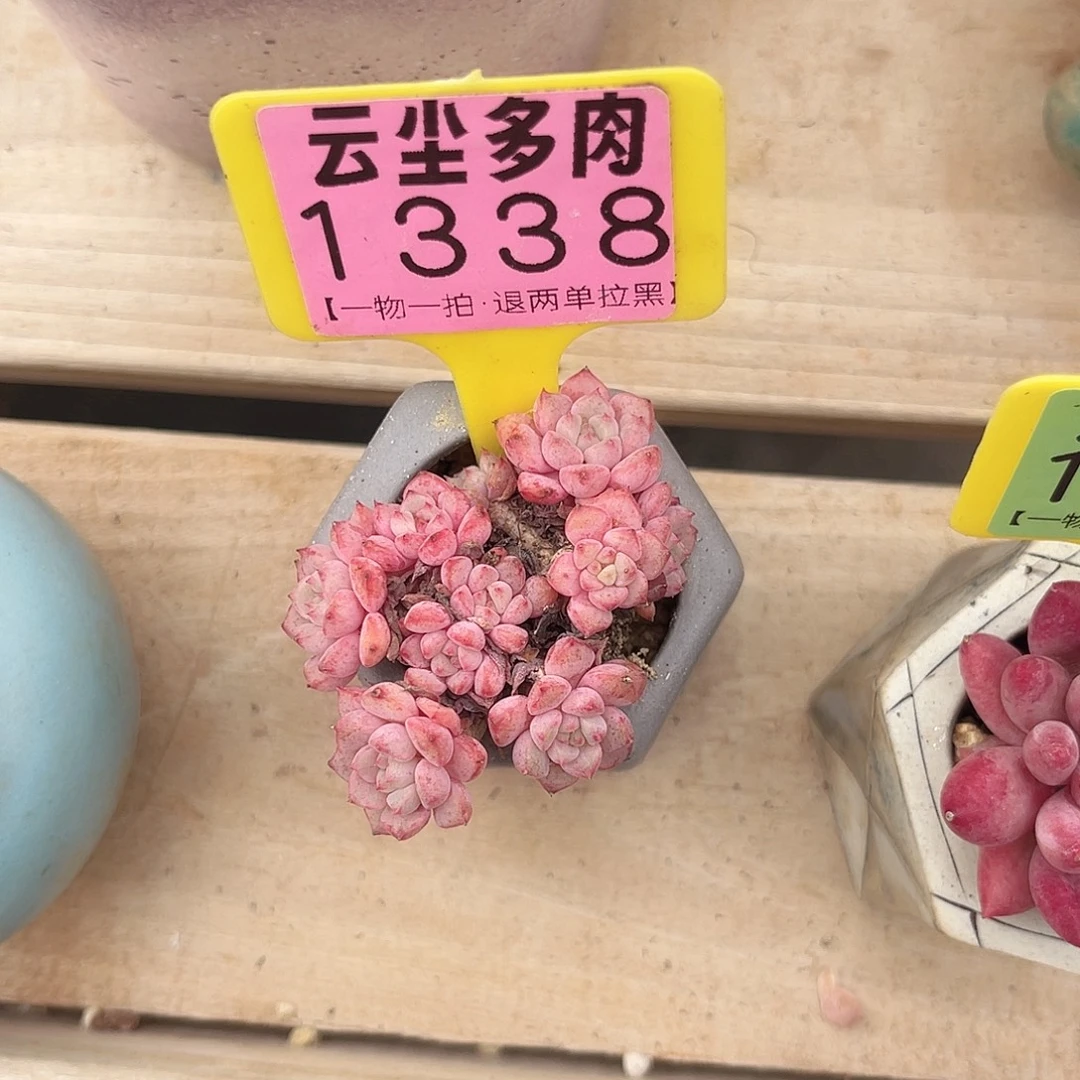 云尘多肉一物一拍1338不含盆