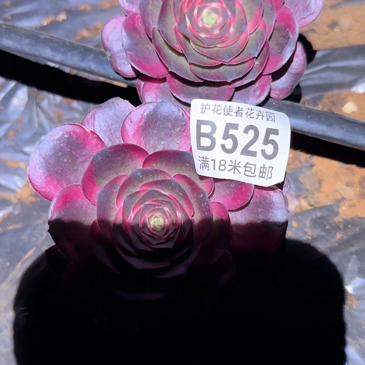 多肉法师淘宝福利