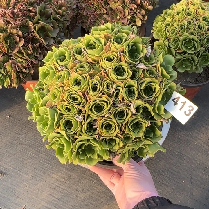 多肉植物绿朵朵413