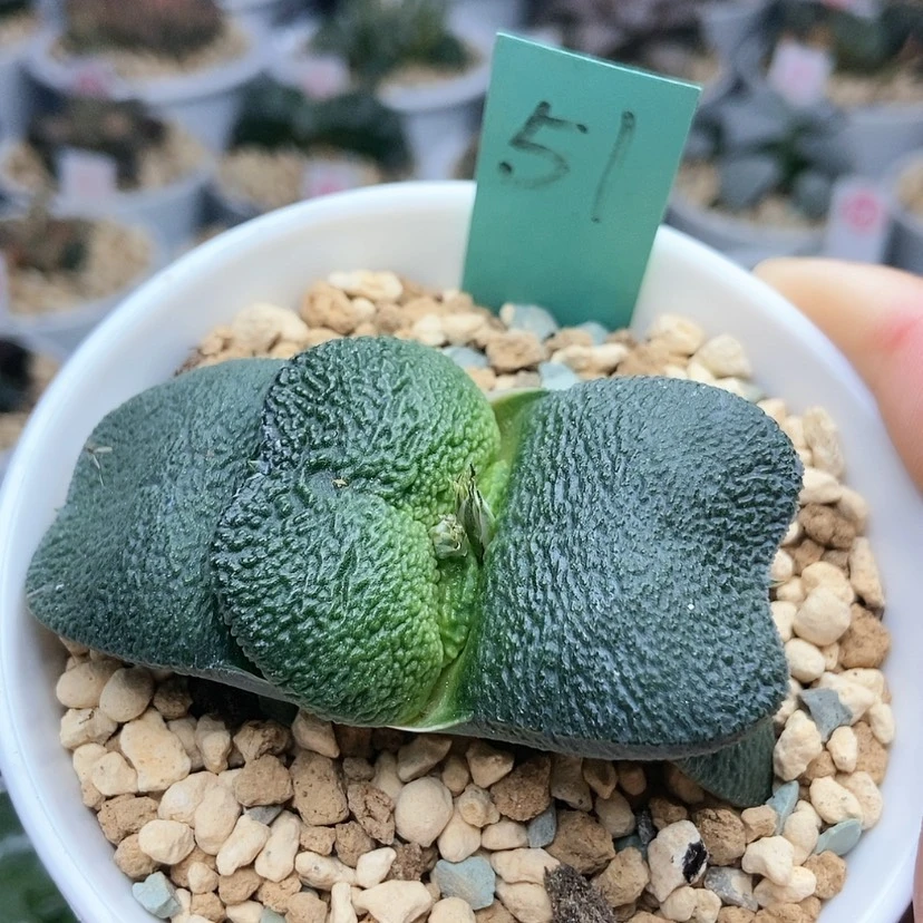 【闪购商品】51蝴蝶卧牛