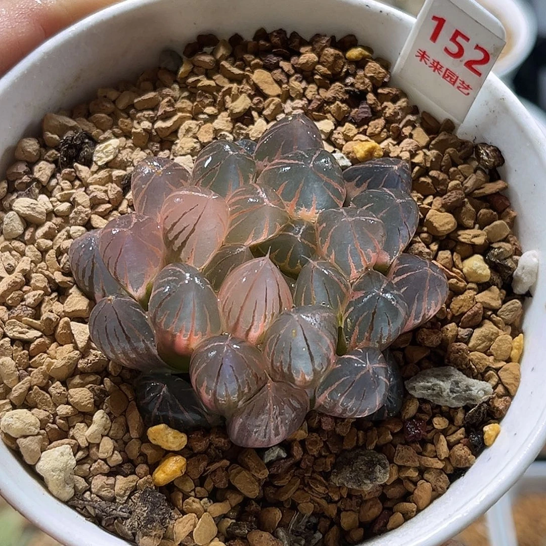 152糊斑霓虹灯玉露锦福利