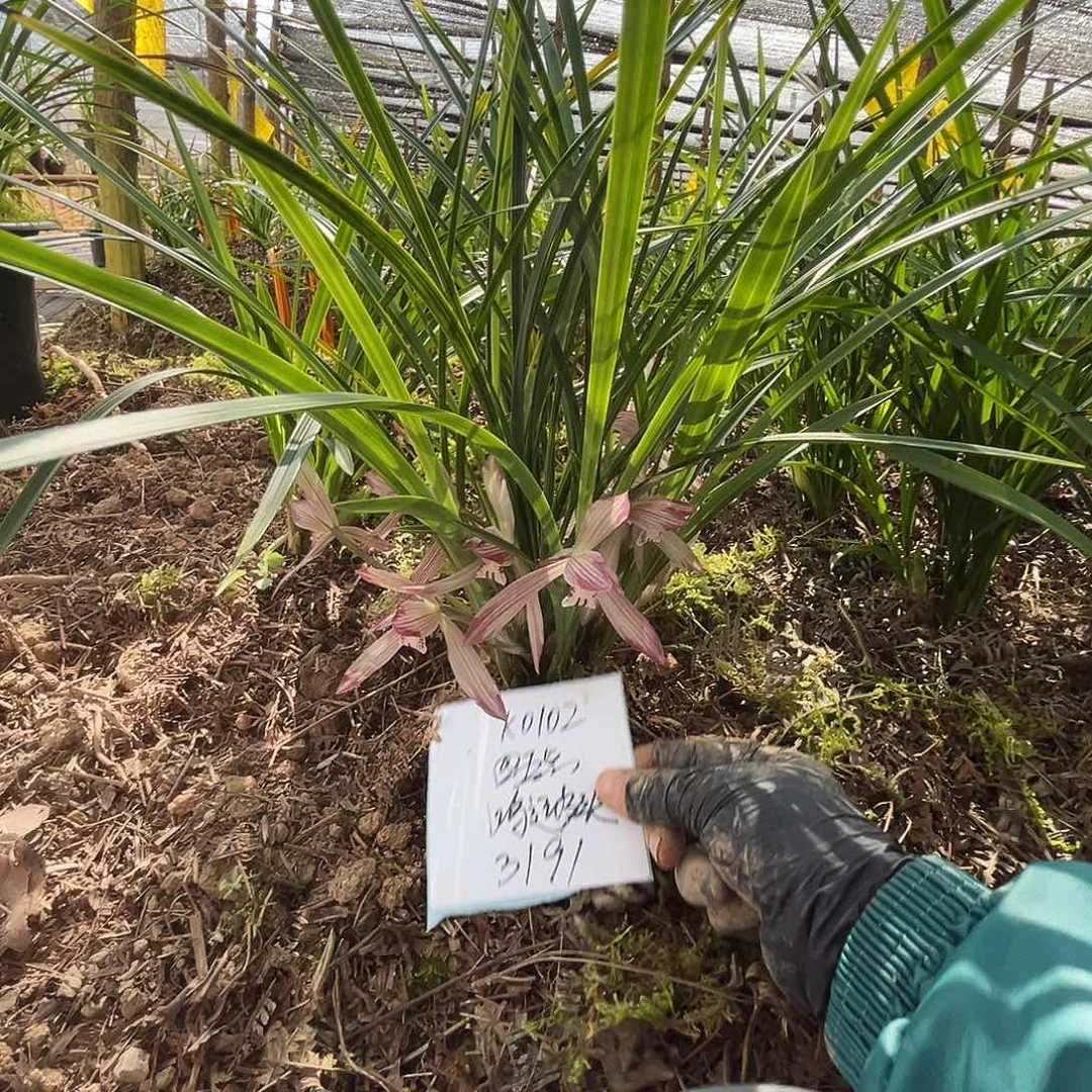 大部分花苞少量开放