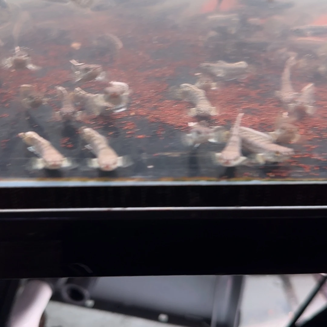 雷龙钴蓝雷龙11111