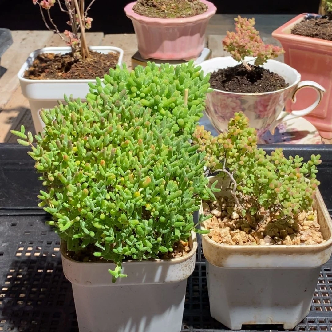 枝干番杏多肉植物369