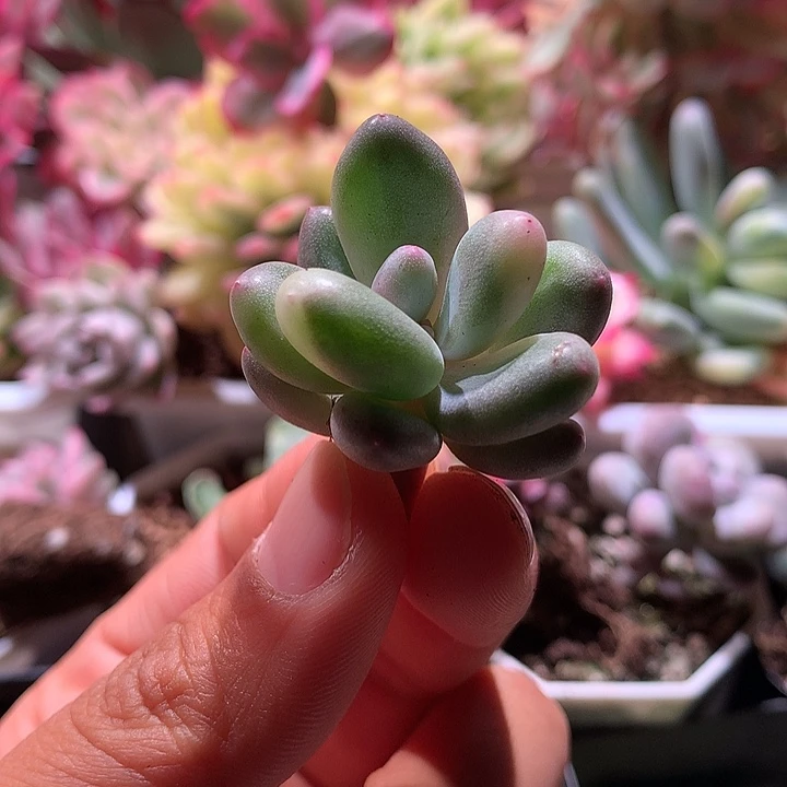 奶酪腹轮锦可嫁接有根