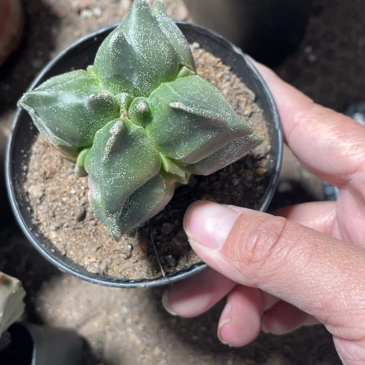 用****8实生龟甲4棱带盆发