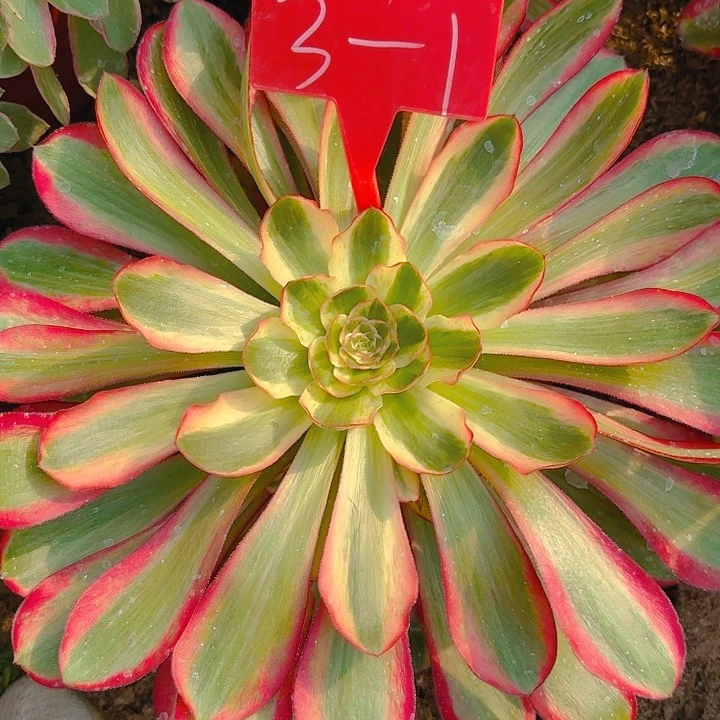 3-1红魔女多肉法师