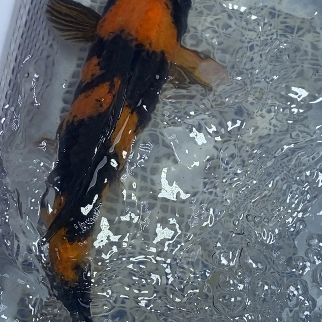 锦鲤冷水锦鲤包邮