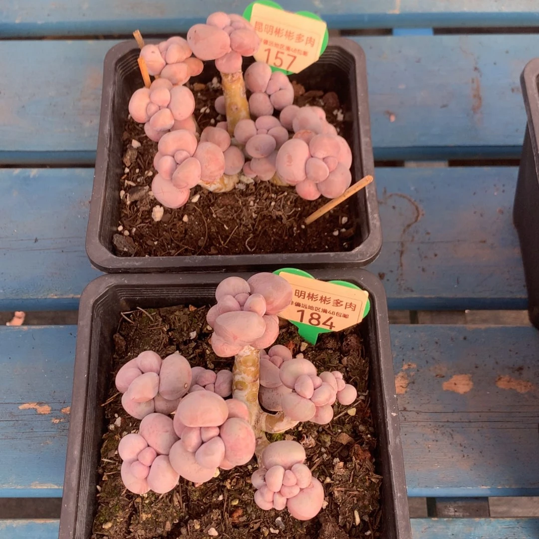 九**五烟美人2颗157-184