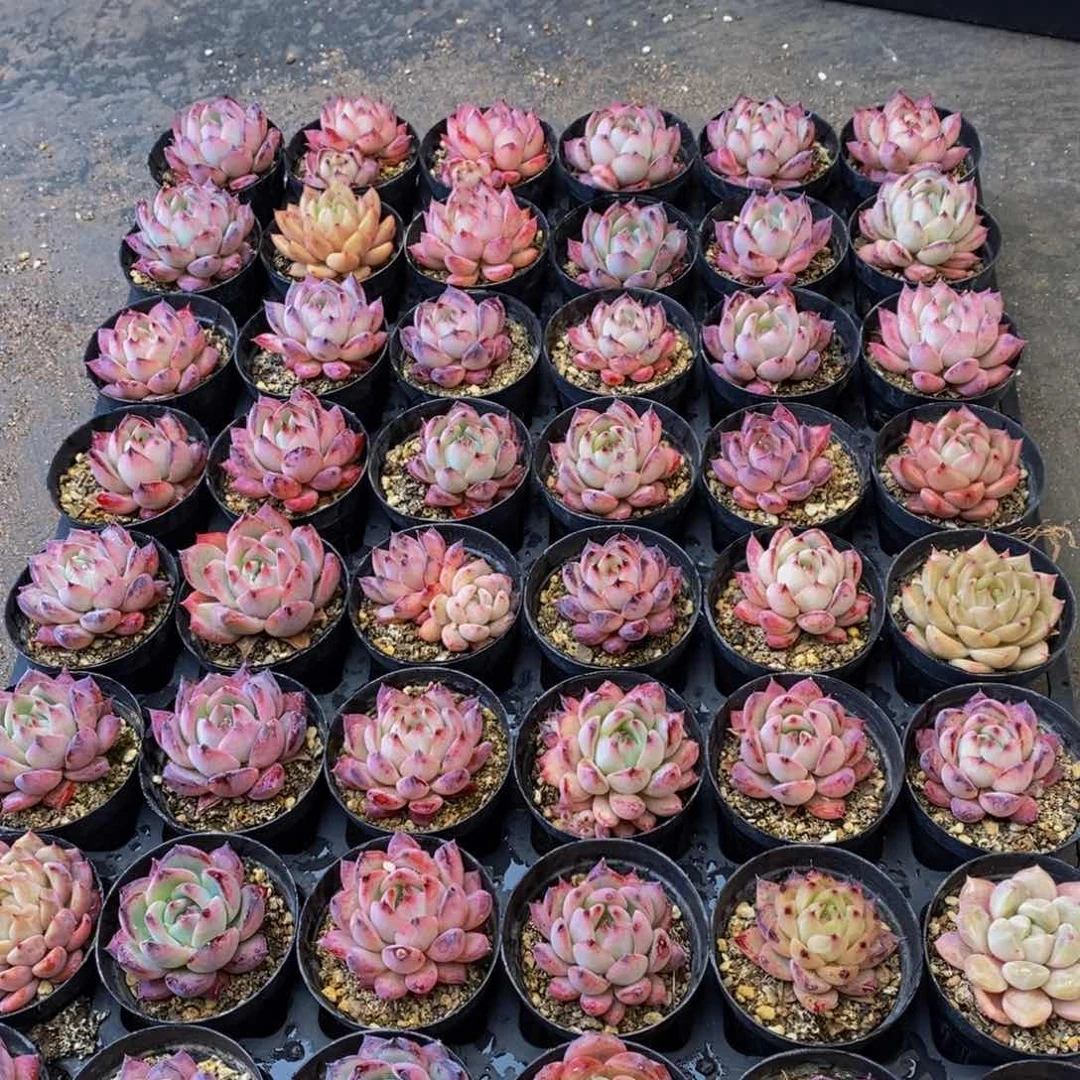 372的人生态度是一