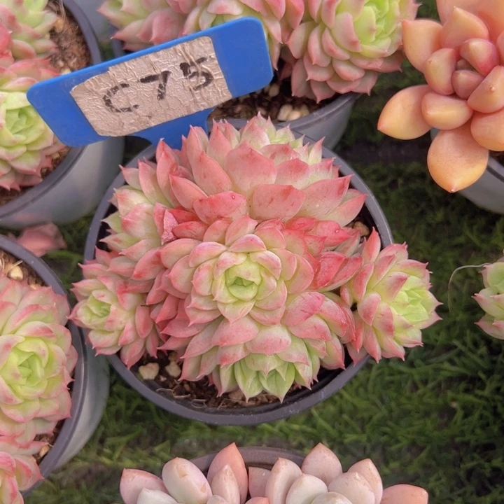 健健康康平平安安