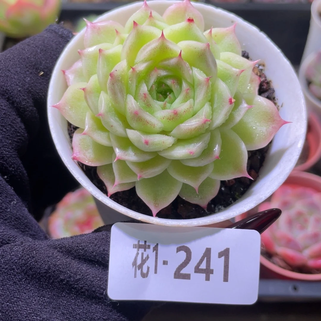 花利美1-241麦秆单头