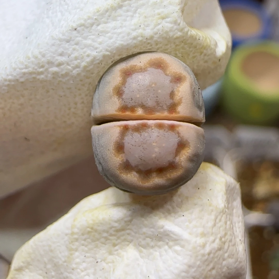 12.26.c24饼干.9047福利