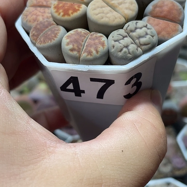 大部分花苞少量开放生石花473