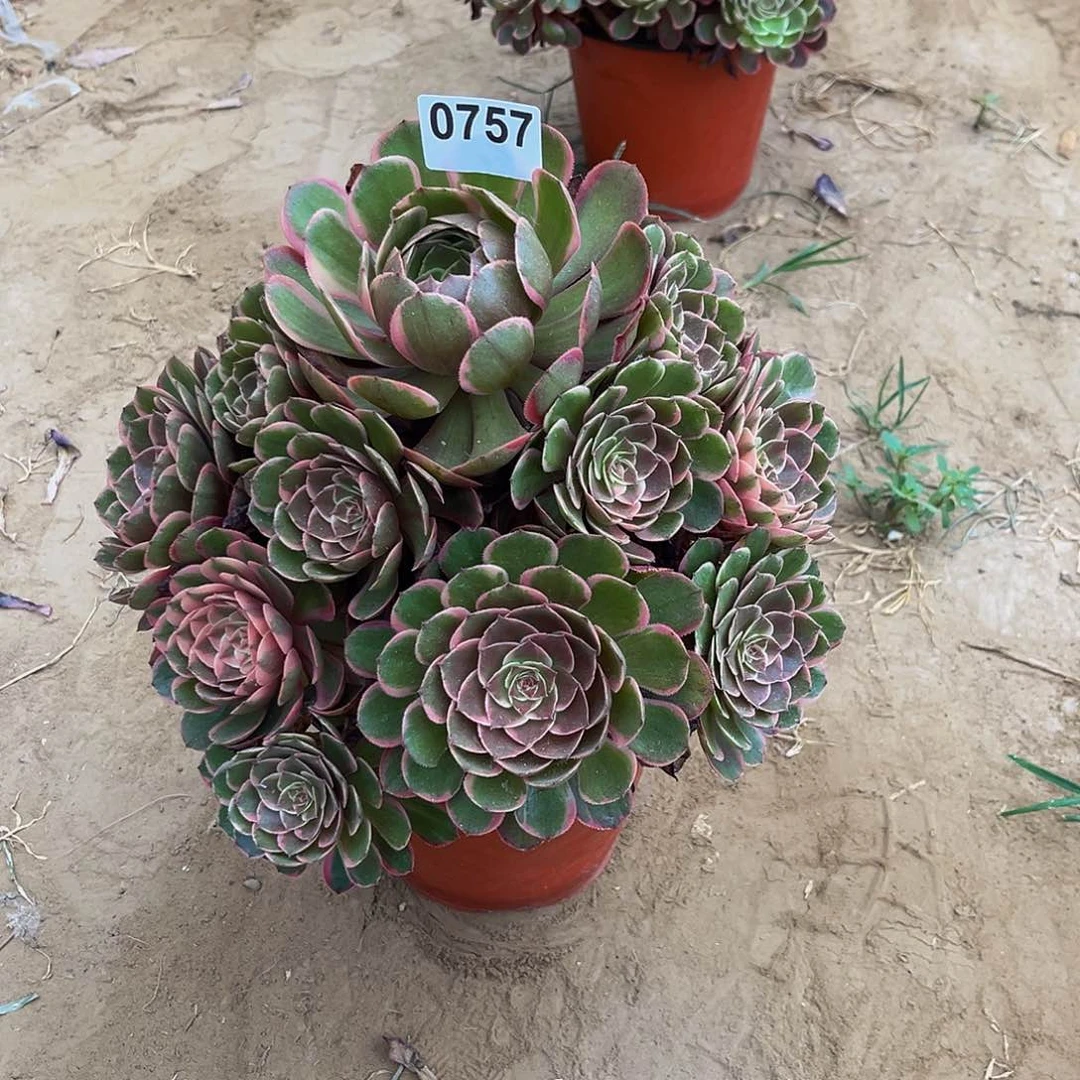 菠***包粉花妖一物一拍0757