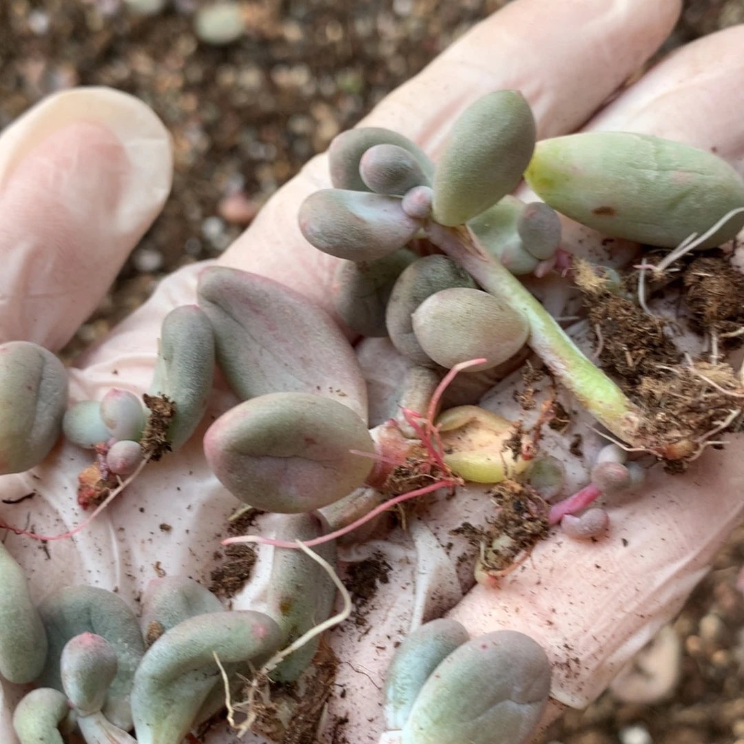 •***F一起和高后给哈更尴尬