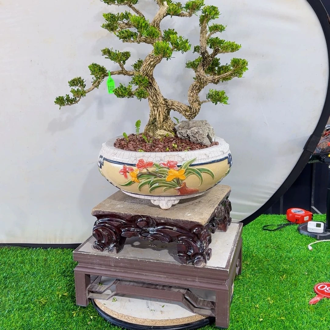 当前无花朵，栽培后可花朵