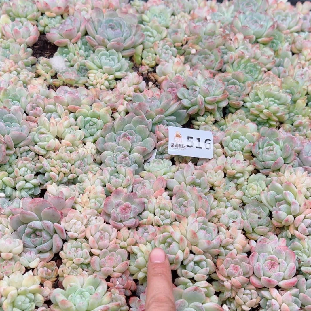 芽*多肉植物多肉植物