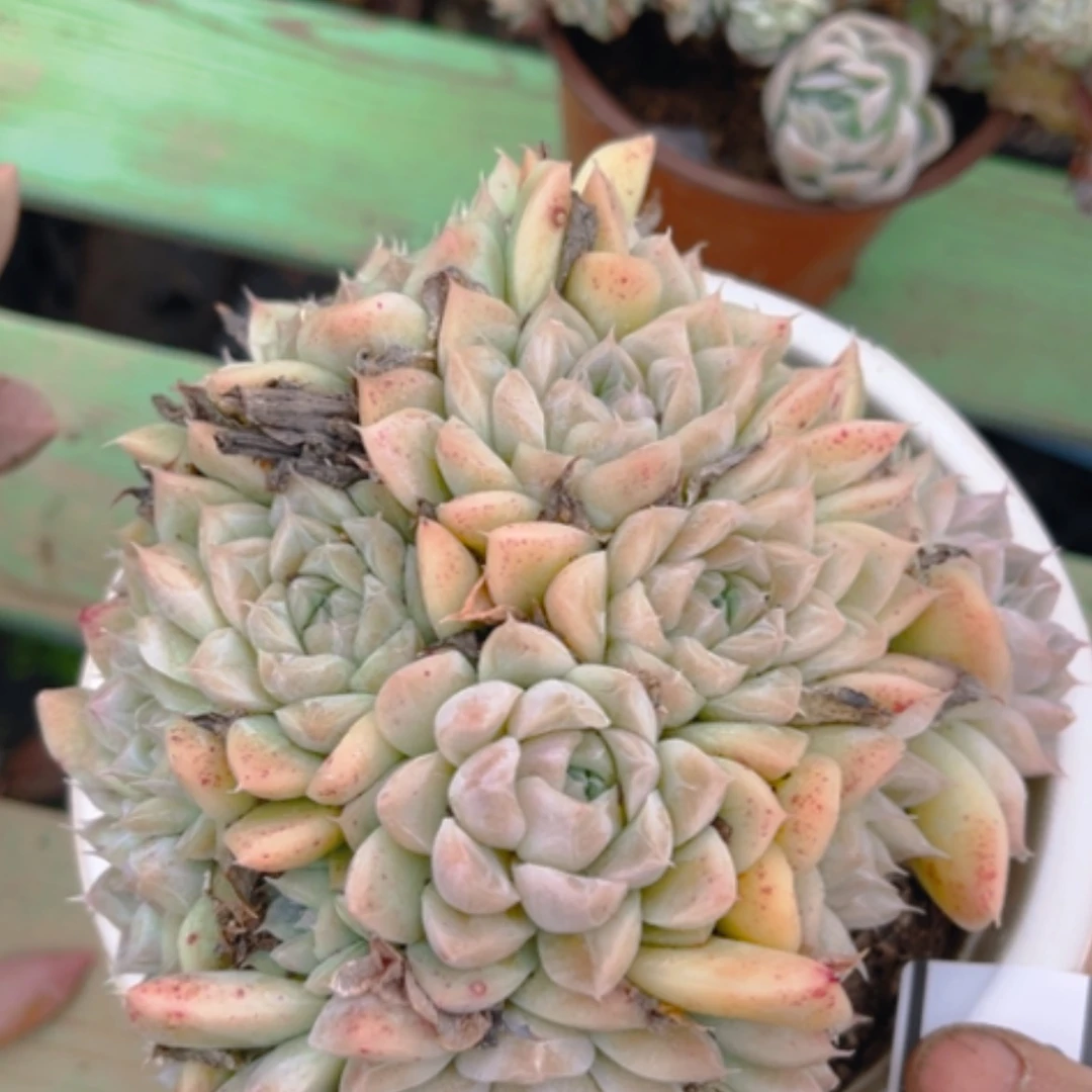 【闪购商品】桃熏女王0725